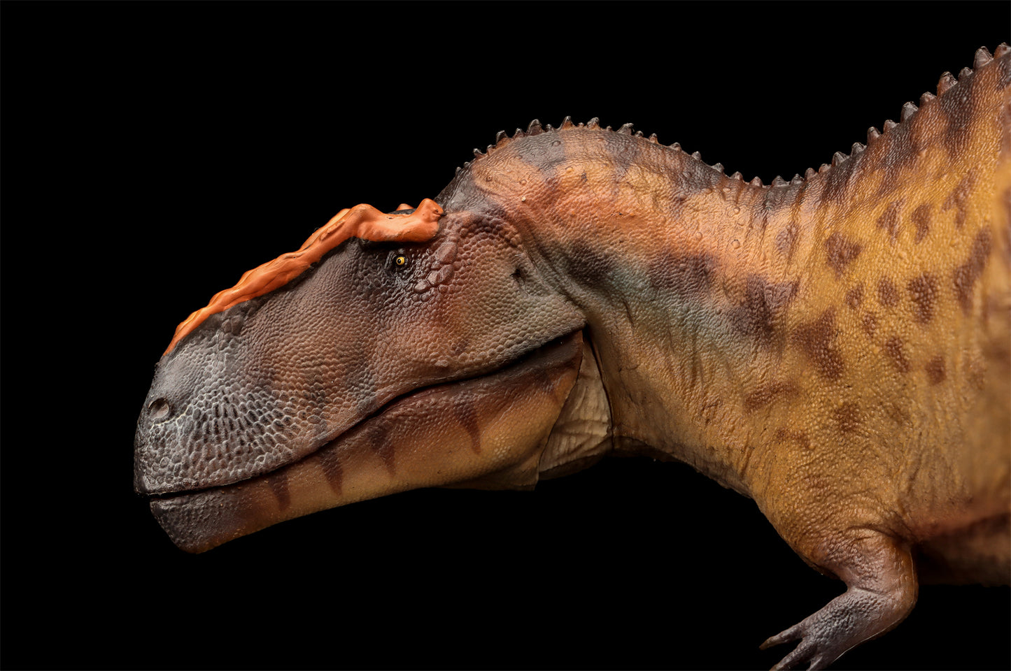 PNSO 成長シリーズ 96 タウロヴェナトル フィギュア 白亜紀 カルカロドントサウルス科 獣脚類 26cm級 恐竜 PVC おもちゃ 模型 恐竜好き