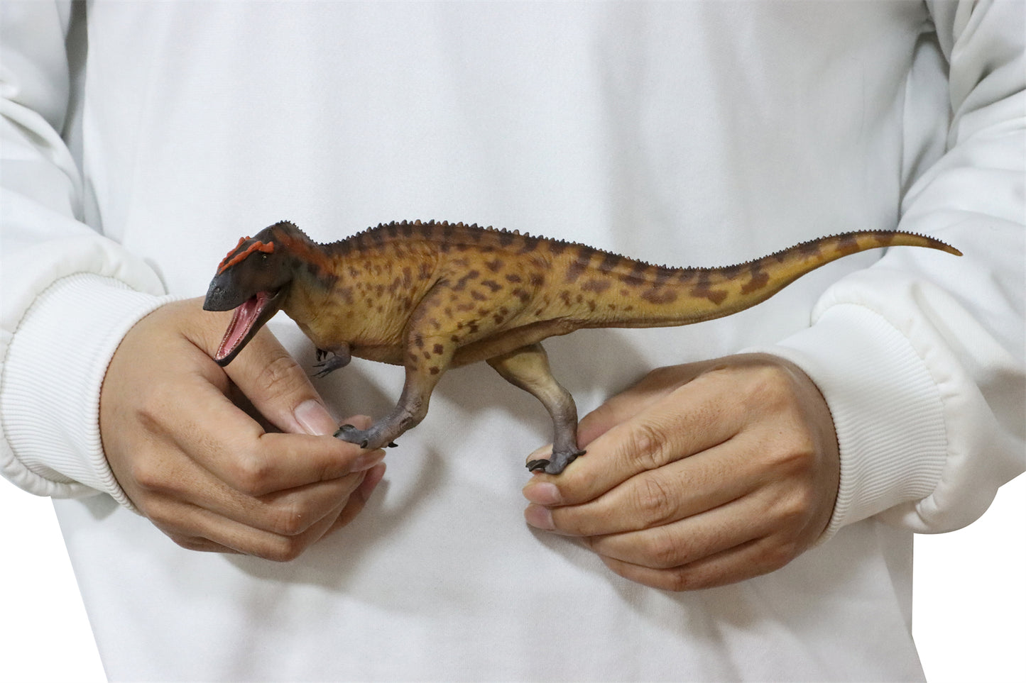 PNSO 成長シリーズ 96 タウロヴェナトル フィギュア 白亜紀 カルカロドントサウルス科 獣脚類 26cm級 恐竜 PVC おもちゃ 模型 恐竜好き